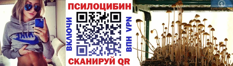 Псилоцибиновые грибы мицелий  Купить закладки  Зверево 